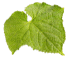This image has an empty alt attribute; its file name is cucumberleaves70X70-Copy.png
