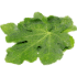 This image has an empty alt attribute; its file name is figleaves70X70.png