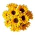 This image has an empty alt attribute; its file name is sunflowers70X70.jpg