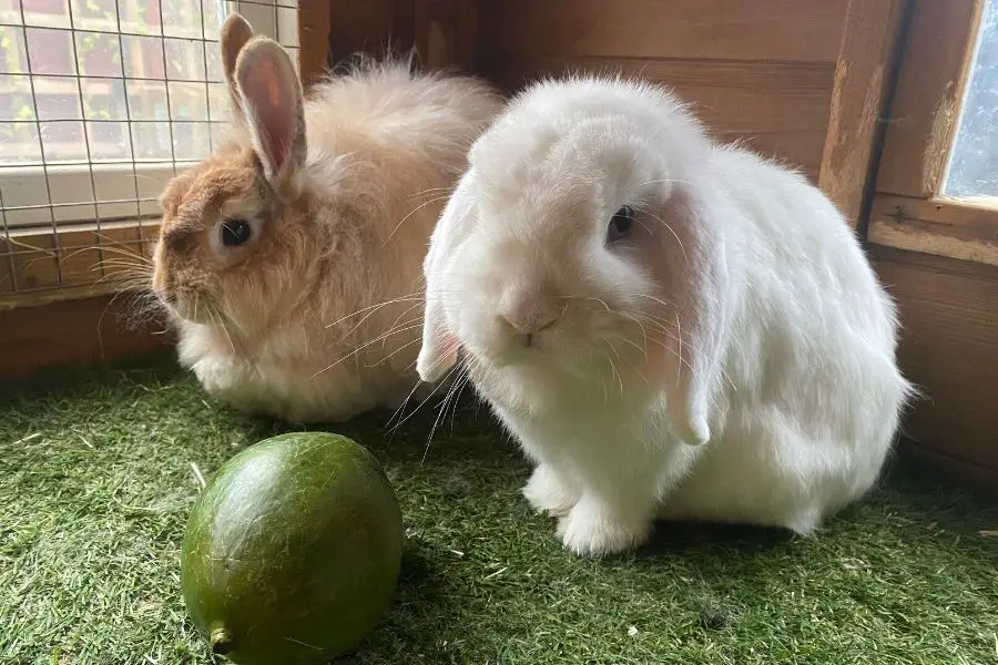 two rabbits and a mango