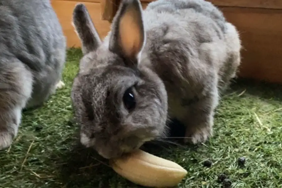 rabbit eating a banana