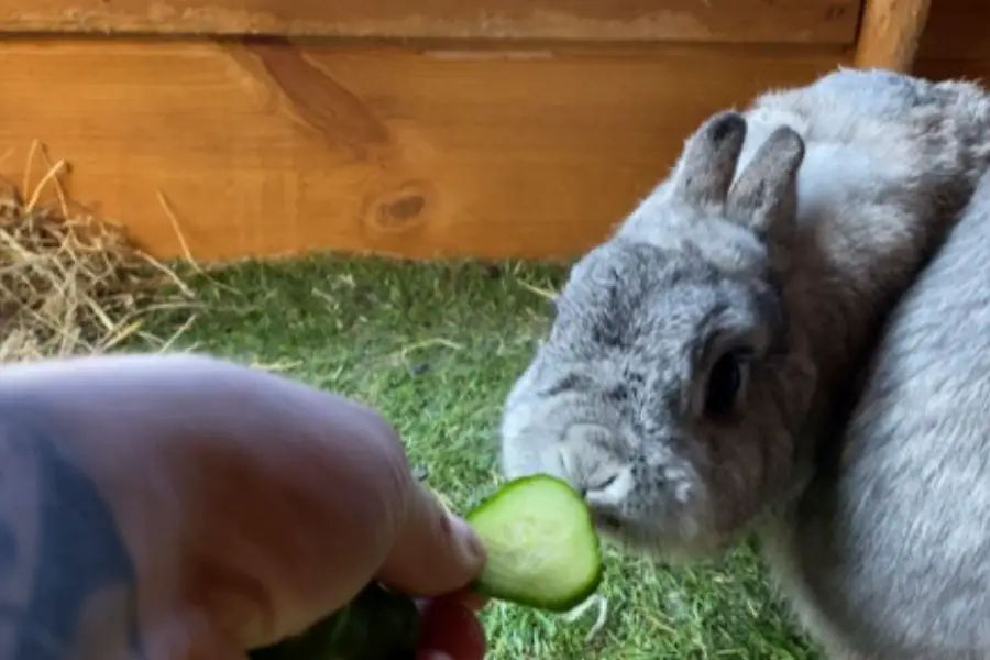 rabbit eating cucumber