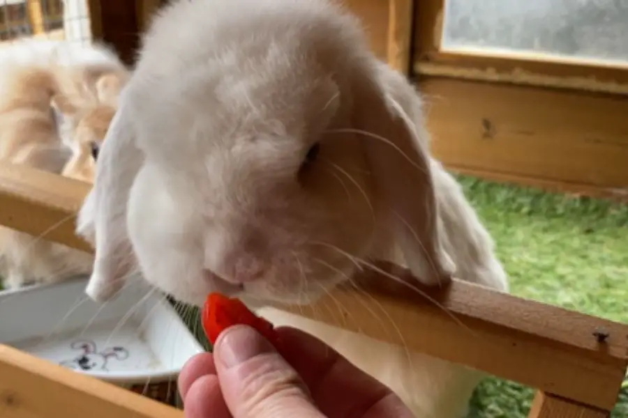 a rabbit eating tomato
