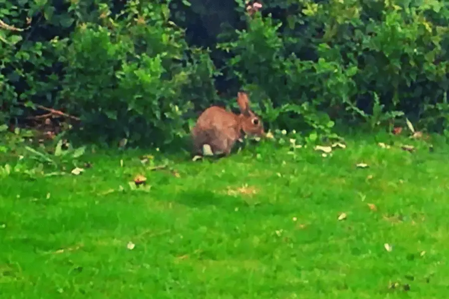 A wild rabbit foraging