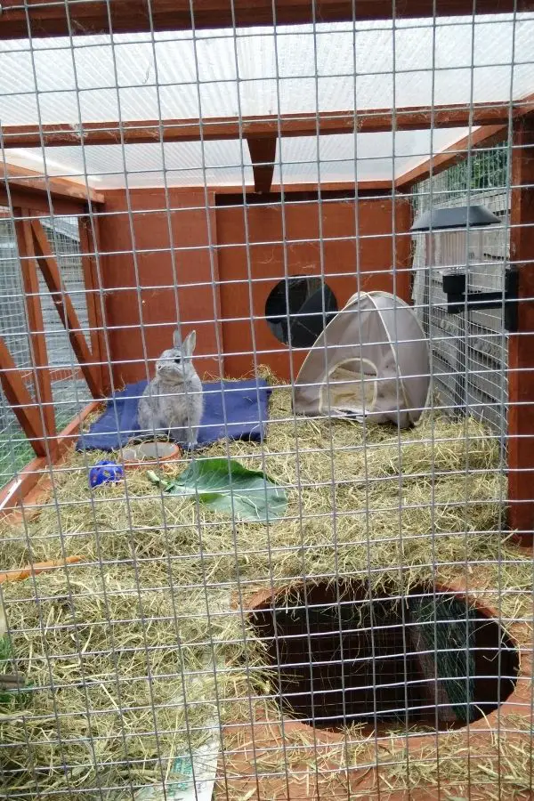is it ok to keep rabbits in cages?