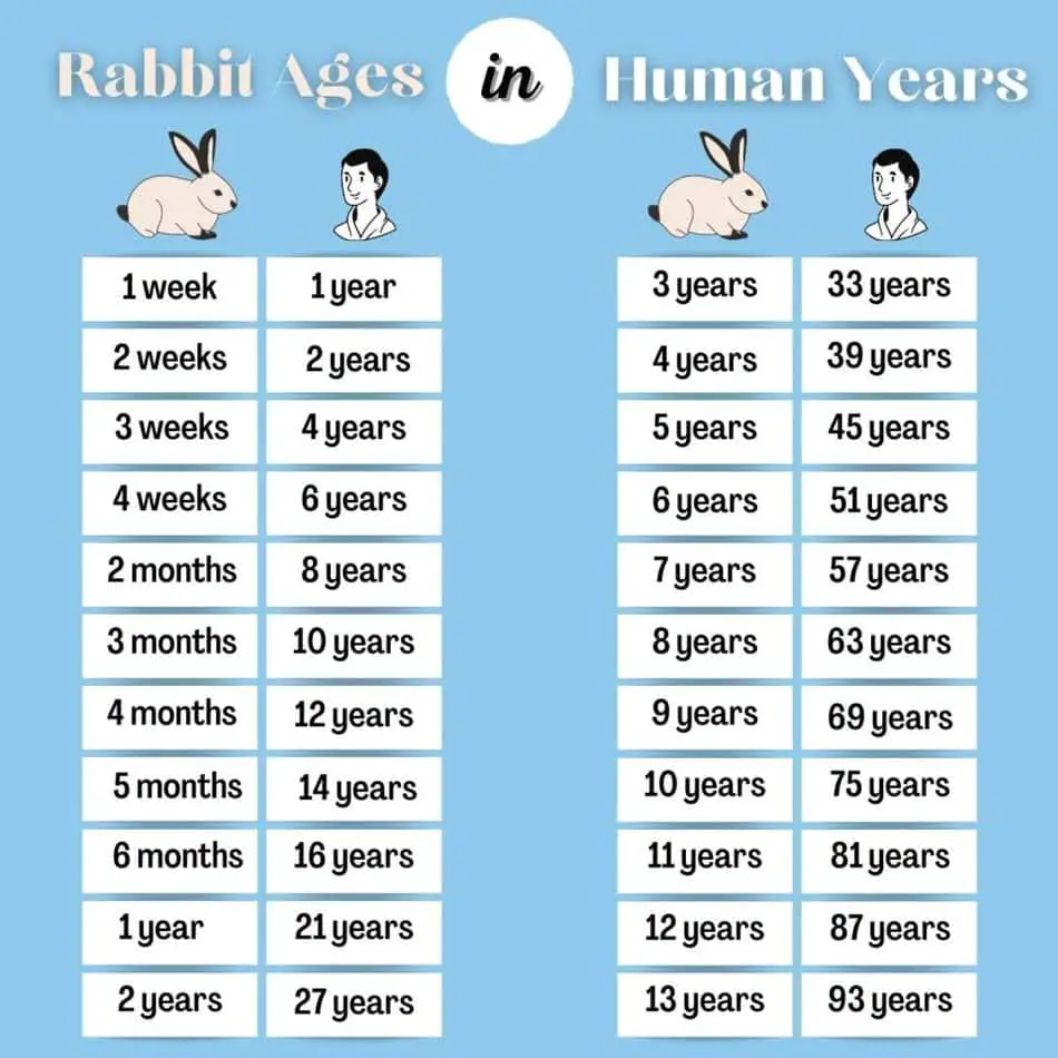 A chart to show rabbit age in human years 