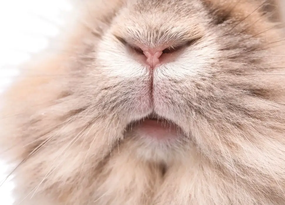 How good can a rabbit smell?