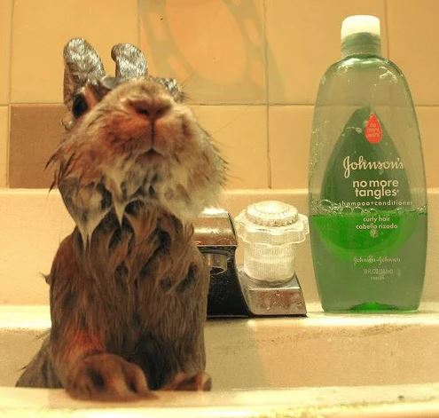rabbit in bath